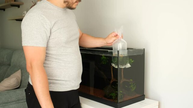 Man gently acclimating new fish using a floating a plastic bag into the aquarium