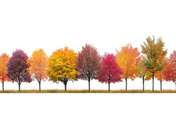 Fototapeta premium Row of colorful autumn trees isolated on transparent background. Fall season