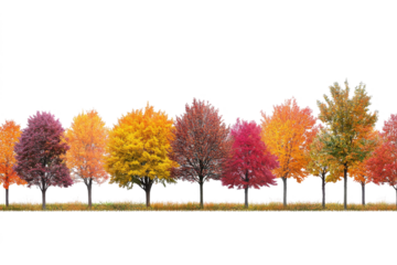 Row of colorful autumn trees isolated on transparent background. Fall season