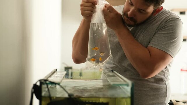 Man is acclimating goldfish to a fish tank by slowly adjusting the water temperature in the bag
