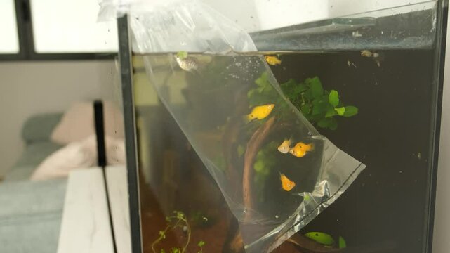 New molly balloon fish acclimating in a plastic bag to a new fish tank at home