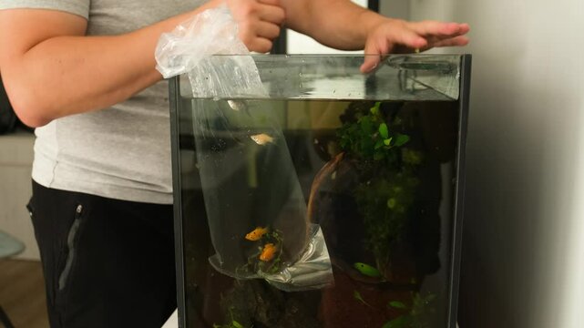 Man cleaning the tank while gradually acclimating fish to their new aquarium environment