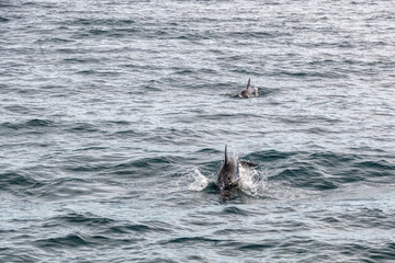 Naklejka premium Dolphins jumping and swimming in Kaikoura, New Zealand
