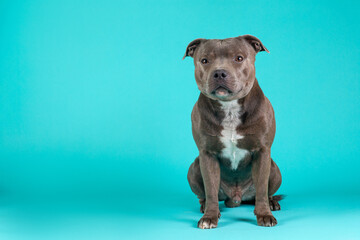 Blue american staffordshire terrier isolated on white background