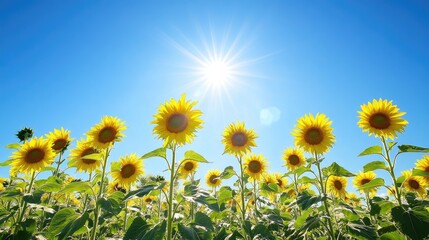 Field of sunflowers in full bloom, stretching toward a clear blue sky with the sun shining brightly