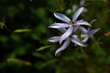 Fototapeta premium lilafarbene Isotoma axillaris