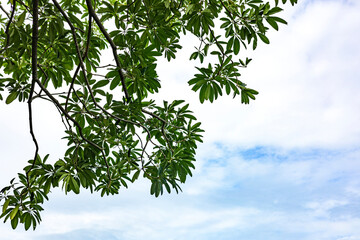 Green Leaves And Branches On A Tree Against A Cloudy Sky