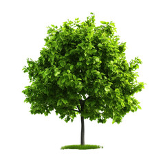 Fototapeta premium A lush green tree showcasing vibrant leaves, perfect for nature-themed projects, illustrations, and environmental designs.