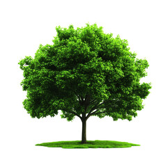 A lush green tree stands tall, symbolizing nature's beauty and vitality, perfect for environmental and outdoor themes.