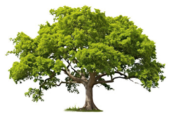 Obraz premium PNG Tree nature plant tranquility.