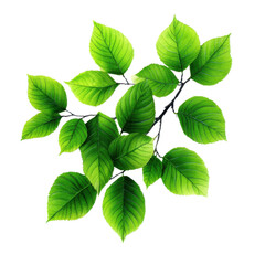 Fototapeta premium A vibrant cluster of green leaves, showcasing fresh foliage, perfect for natural backgrounds and eco-friendly designs.