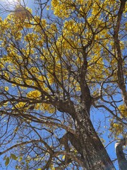 Ipê amarelo