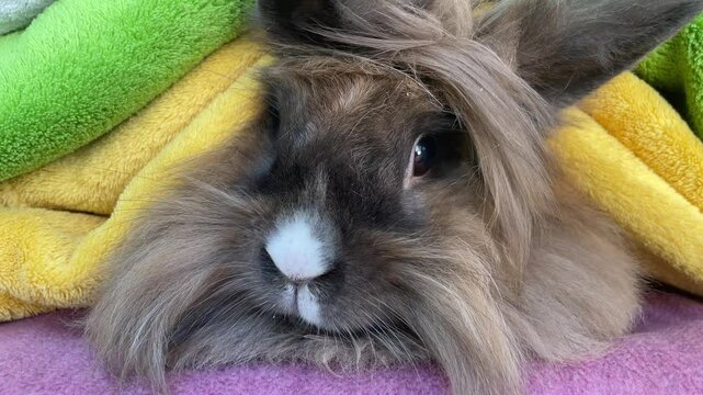 Portrait eines Zwergkaninchen.