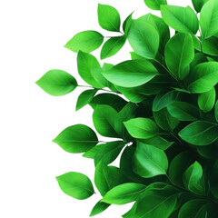 Fototapeta premium A vibrant collection of green leaves, showcasing the beauty of nature and perfect for backgrounds or eco-related projects.