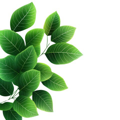 Fototapeta premium A vibrant collection of green leaves, perfect for nature-themed designs, backgrounds, or eco-friendly projects.