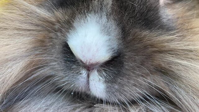 Die Nase eines Zwergkaninchen.