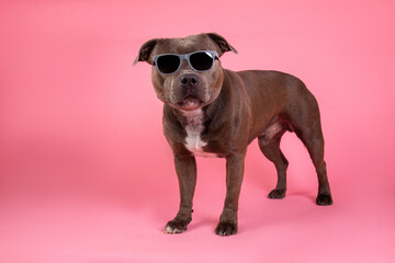 Serious dog with sunglasses and isolated on pink background in studio