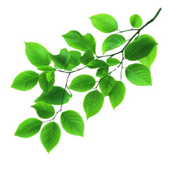 Fototapeta premium A vibrant green leaf branch, showcasing lush foliage ideal for nature-themed designs and organic aesthetics.