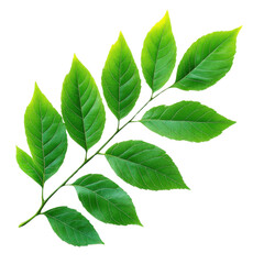 A vibrant green leaf branch showcasing lush foliage against a clean background, perfect for nature-themed designs.