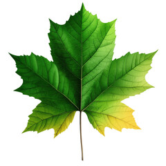 Fototapeta premium A vibrant green maple leaf showcasing detailed textures and varying shades of green, perfect for nature-themed projects.