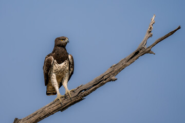 martial eagle