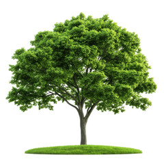 A vibrant green tree stands on a lush patch of grass, symbolizing life, growth, and the beauty of nature.