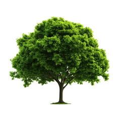 A vibrant green tree with lush foliage, symbolizing nature, growth, and tranquility in a serene landscape.