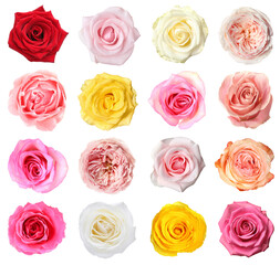 Many beautiful roses isolated on white, set