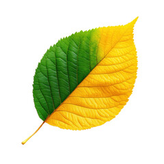 A vibrant leaf displaying a stunning gradient of green and yellow, perfect for nature and seasonal themes.