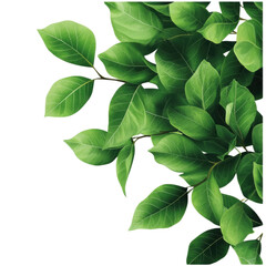 Fototapeta premium Beautiful green leaves arranged artistically, perfect for nature-themed designs or backgrounds.