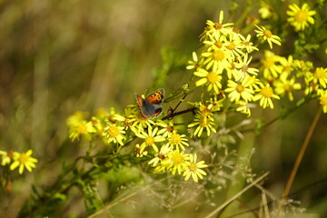 
The small copper, American copper, or the common copper (Lycaena phlaeas) is a butterfly of the Lycaenids or gossamer-winged butterfly family. Priborn, Germany.