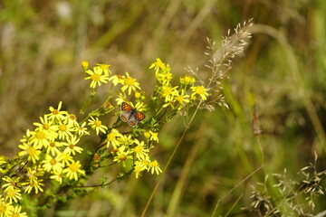  The small copper, American copper, or the common copper (Lycaena phlaeas) is a butterfly of the Lycaenids or gossamer-winged butterfly family. Priborn, Germany. © guentermanaus
