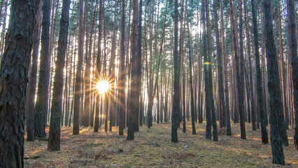 Obraz premium Pine forest with the last of the sun shining through the trees timelapse.