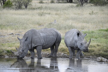 Fototapeta premium rinoceronti in BWA
