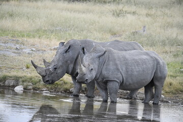 Obraz premium rinoceronti in BWA