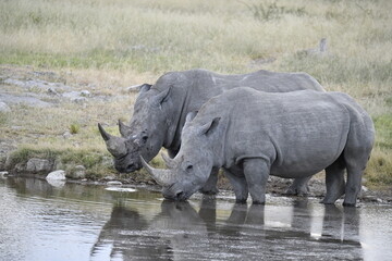 Fototapeta premium rinoceronti in BWA