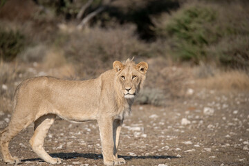 Lions in bwa