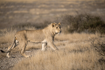 Lions in bwa