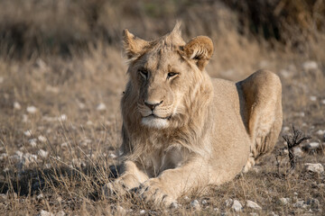 Lions in bwa