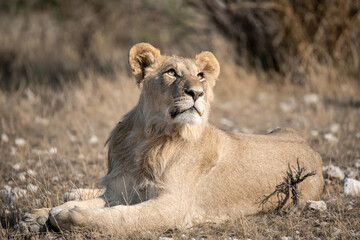 Lions in bwa