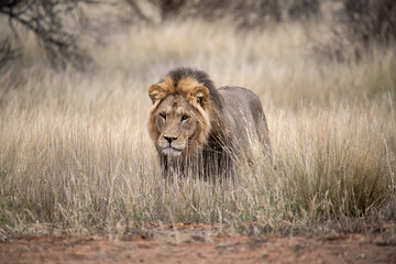 Lions in bwa