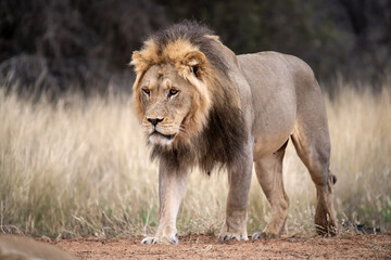 Lions in bwa