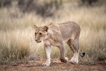 Lions in bwa