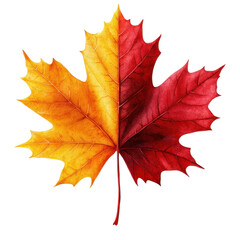 Obraz premium Vibrant autumn maple leaf showcasing stunning red and yellow hues, perfect for seasonal themes and nature-inspired designs.