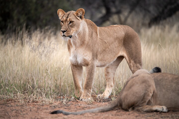 Lions in bwa