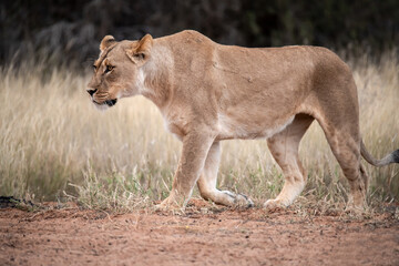Lions in bwa