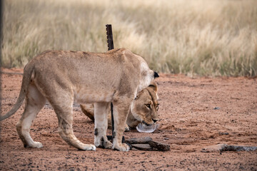 Lions in bwa