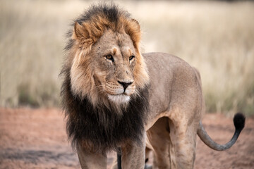 Lions in bwa