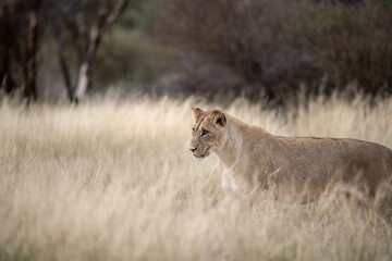 Lions in bwa