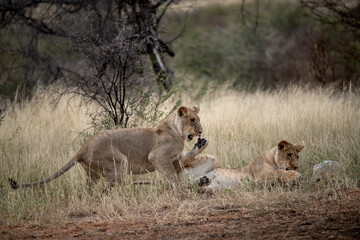 Lions in bwa